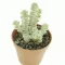 Crassula rupestris subsp marnieriana variegata