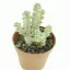 Crassula rupestris subsp marnieriana variegata