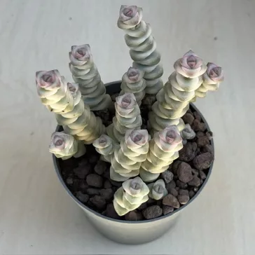 Crassula rupestris subsp marnieriana variegata
