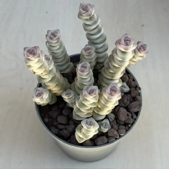 Crassula rupestris subsp marnieriana variegata