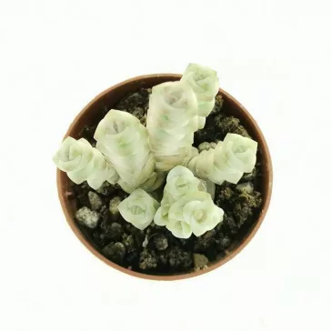 Crassula rupestris subsp marnieriana variegata