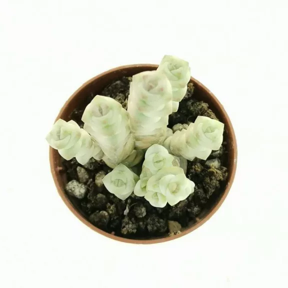 Crassula rupestris subsp marnieriana variegata