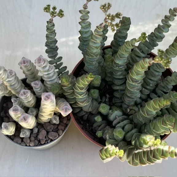 Crassula rupestris subsp marnieriana variegata