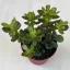 Crassula ovata 'Minor'