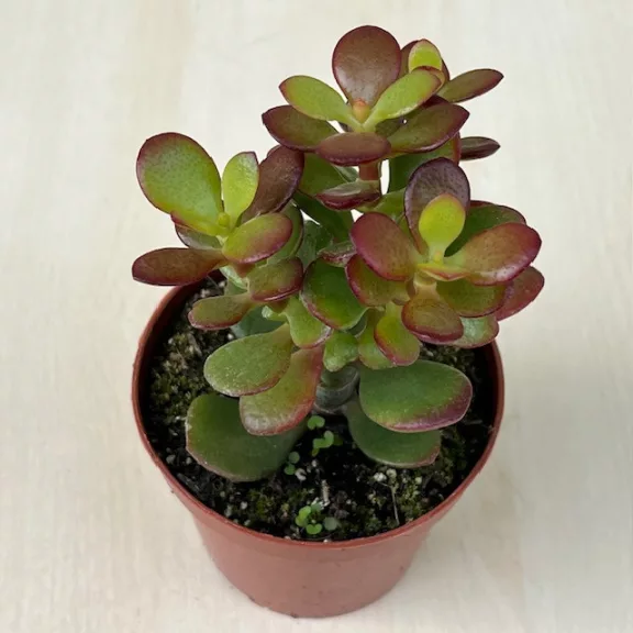 Crassula ovata 'Minor' Crassula ovata 'Minor'