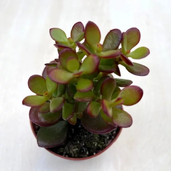 Crassula ovata 'Minor' Crassula ovata 'Minor'