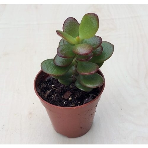 Crassula ovata 'Minor'