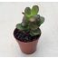 Crassula ovata 'Minor'