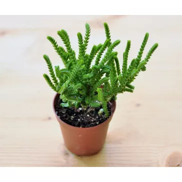 Crassula muscosa 8 cm-es cserépben