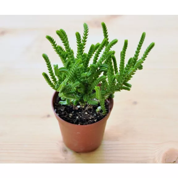 Crassula muscosa 8 cm-es cserépben