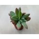 Crassula