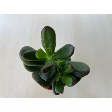 Crassula oasis