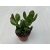 Crassula ovata 'Obliqua'