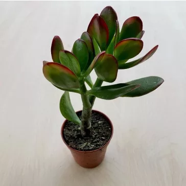 Crassula ovata 'Obliqua'
