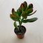 Crassula ovata 'Obliqua'