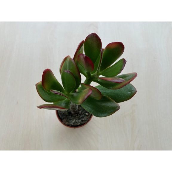 Crassula ovata 'Obliqua'