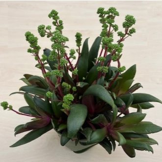 Elvirágzott - Crassula orbicularis var rosularis Nagy