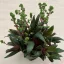 Elvirágzott - Crassula orbicularis var rosularis Nagy