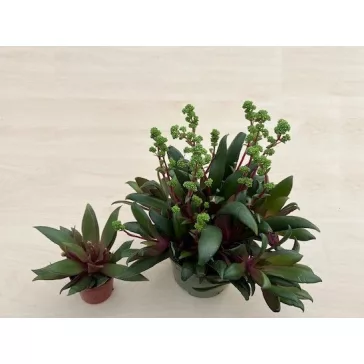 Elvirágzott - Crassula orbicularis var rosularis Nagy