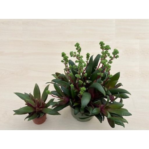 Elvirágzott - Crassula orbicularis var rosularis Nagy