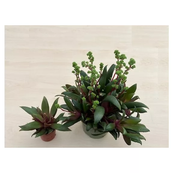 Elvirágzott - Crassula orbicularis var rosularis Nagy