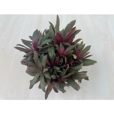 Elvirágzott - Crassula orbicularis var rosularis Nagy