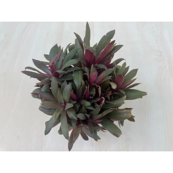 Elvirágzott - Crassula orbicularis var rosularis Nagy