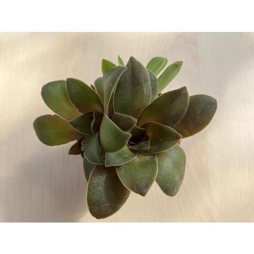 Crassula orbicularis