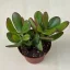 Crassula ovata 