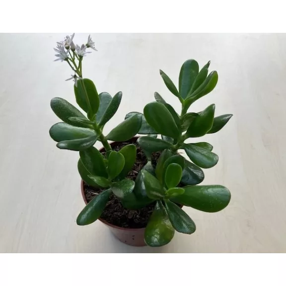 Crassula ovata 
