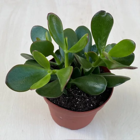 Crassula ovata 