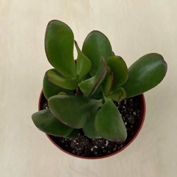 Crassula ovata