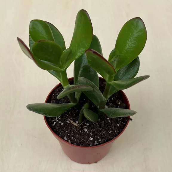 Crassula ovata