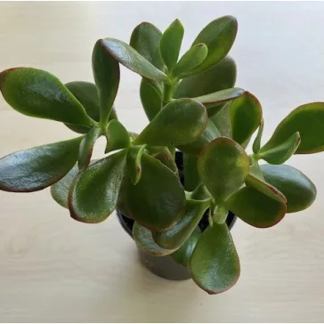 Crassula ovata - Pozsgafa 9 cm-es cserépben