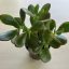 Crassula ovata - Pozsgafa 9 cm-es cserépben