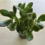 Crassula ovata - Pozsgafa 9 cm-es cserépben