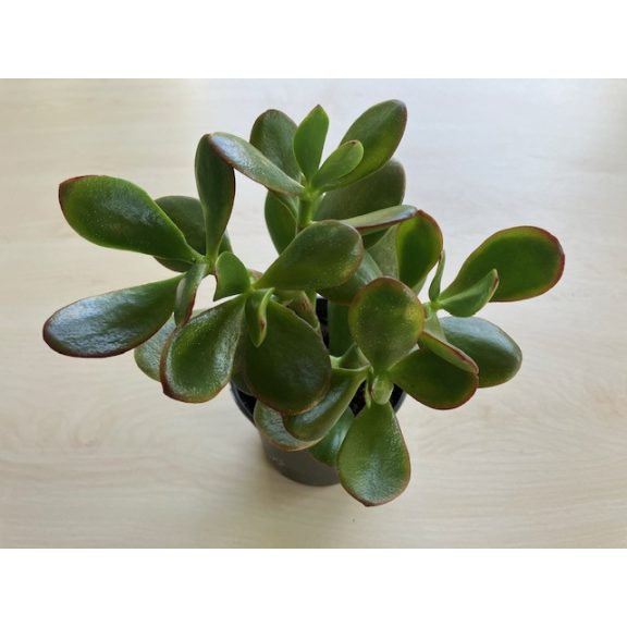 Crassula ovata - Pozsgafa 9 cm-es cserépben