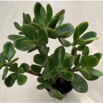 Crassula ovata magas