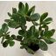Crassula ovata magas