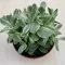 Crassula ovata 'Money maker' variegata