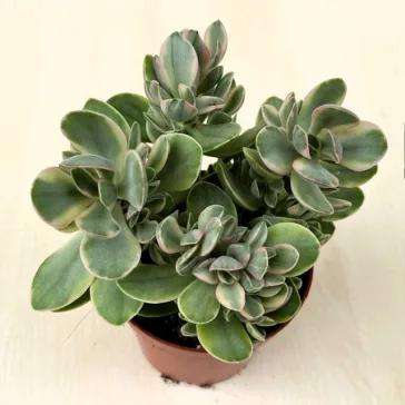 Crassula ovata 'Money maker' variegata
