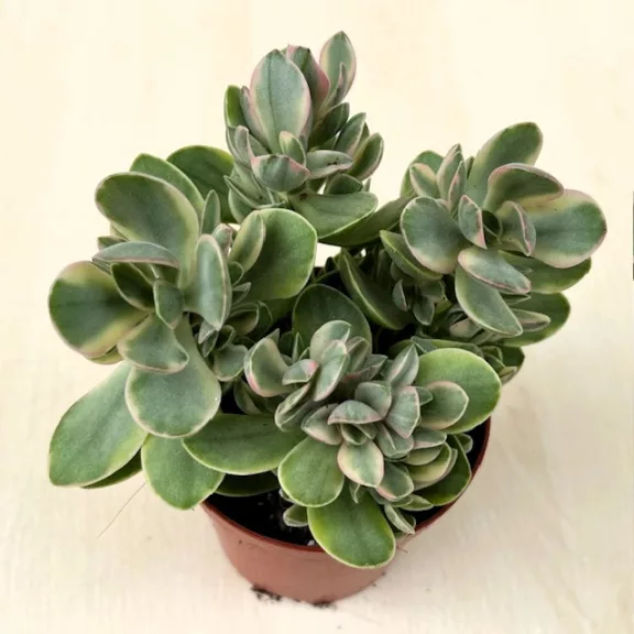 Crassula ovata 'Money maker' variegata
