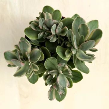 Crassula ovata 'Money maker' variegata