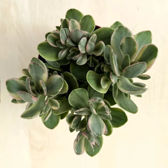 Crassula ovata 'Money maker' variegata