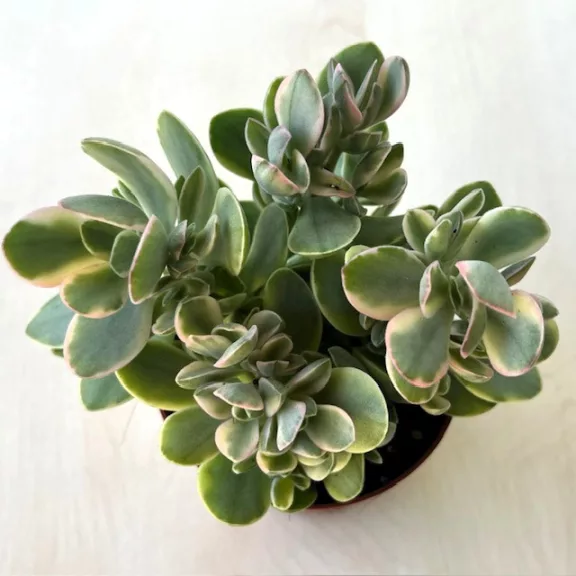 Crassula ovata 'Money maker' variegata