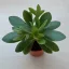 Crassula ovata 'Money maker'