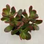 Crassula ovata 