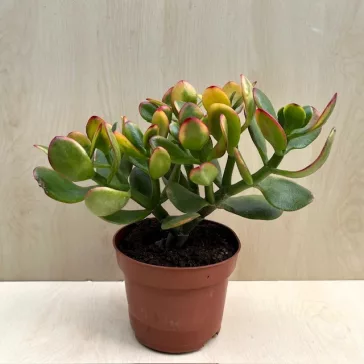 Crassula ovata 'Sunset'-nagy