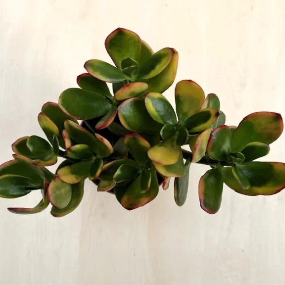 Crassula ovata 'Sunset'-nagy Crassula ovata 'Sunset'-nagy