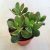 Crassula ovata 'Sunset' nagy